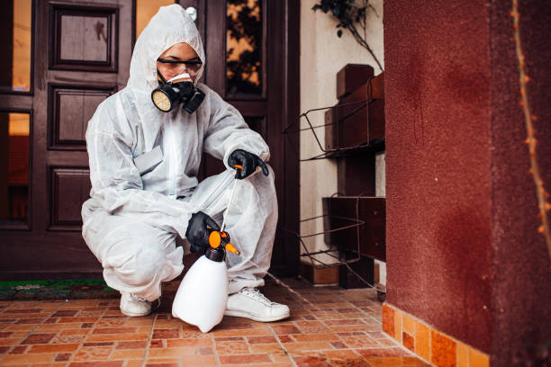 Reliable Wasp Removal contractor in Tacoma, WA by Show Me Pest Control